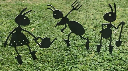 Web Small Ants 797